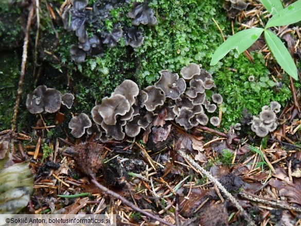 Pseudocraterellus undulatus