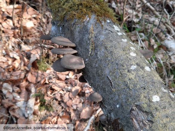 Polyporus ciliatus