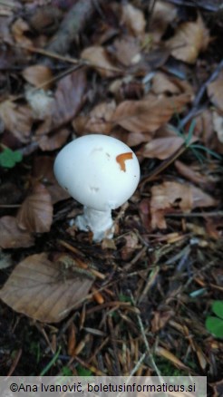 Amanita virosa