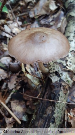 Pluteus cervinus