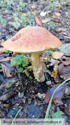 Leccinum versipelle