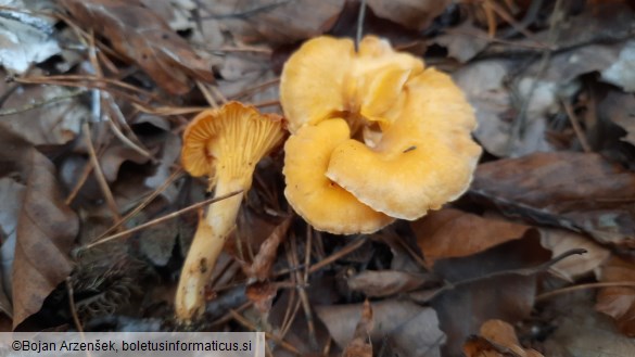 Cantharellus cibarius