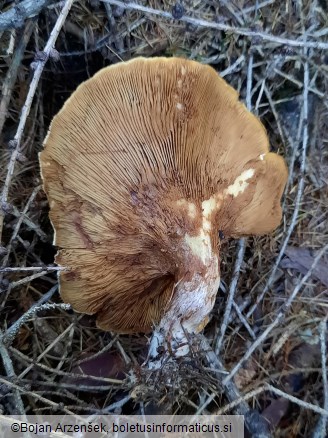 Paxillus involutus