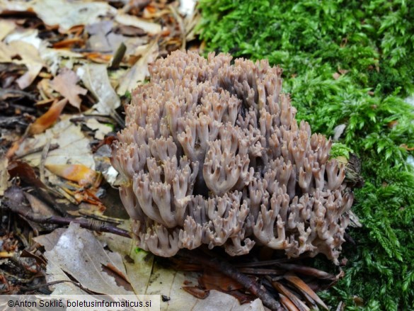 Ramaria spinulosa