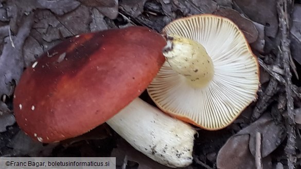 Russula aurea