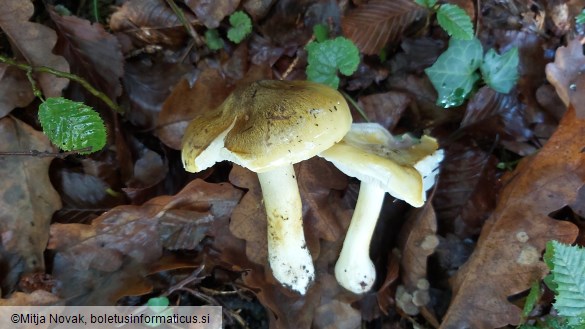 Tricholoma sejunctum