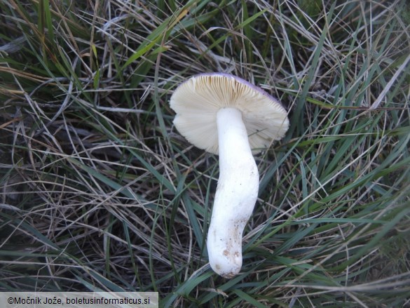 Russula caerulea