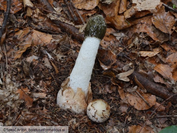 Phallus impudicus