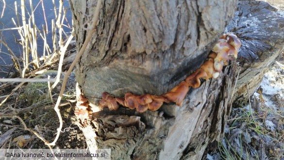 Flammulina velutipes