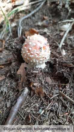 Amanita muscaria