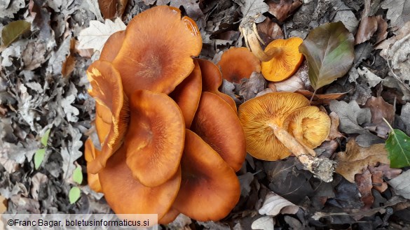 Omphalotus olearius