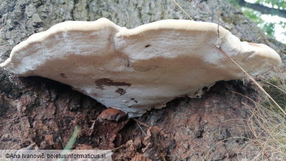 Ganoderma applanatum