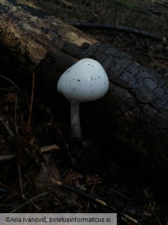 Amanita virosa