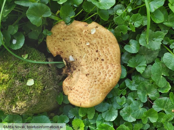 Polyporus tuberaster