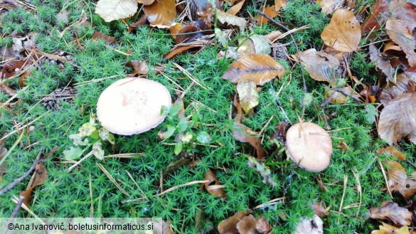 Suillus bovinus