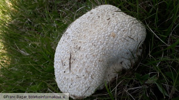 Lycoperdon utriforme