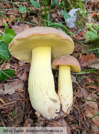 Butyriboletus roseogriseus