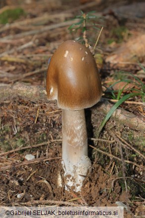 Amanita submembranacea