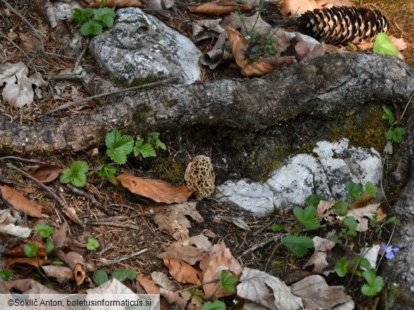 Morchella esculenta