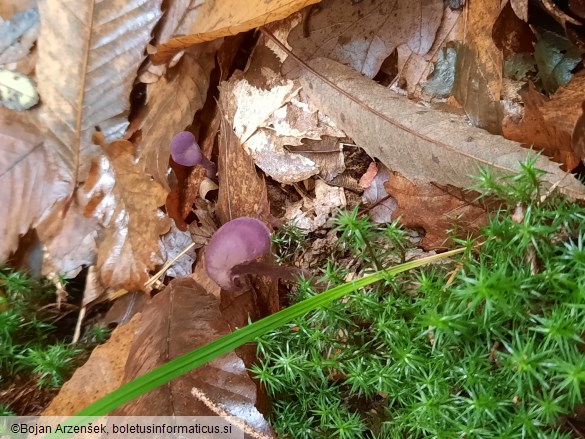 Laccaria amethystina