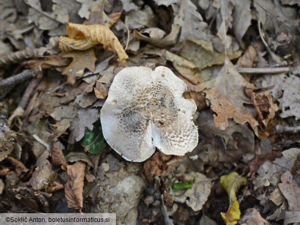 Tricholoma basirubens