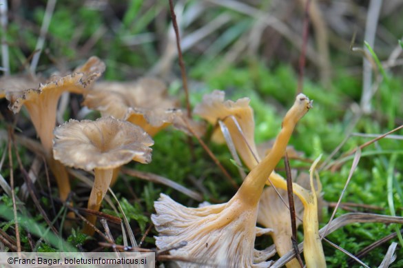 Craterellus lutescens