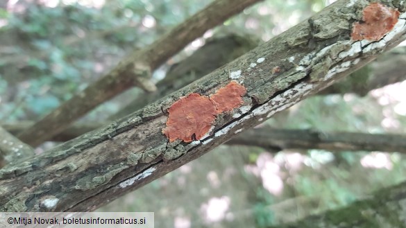 Hypoxylon ticinense