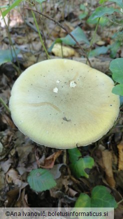 Amanita phalloides