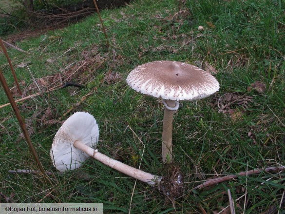 Macrolepiota mastoidea