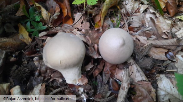 Lycoperdon molle