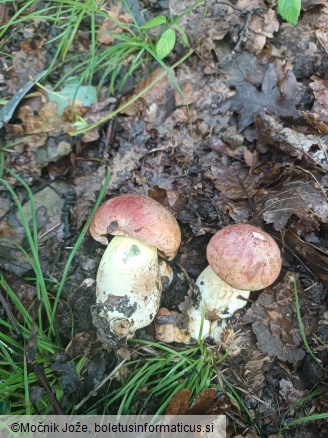 Butyriboletus pseudoregius