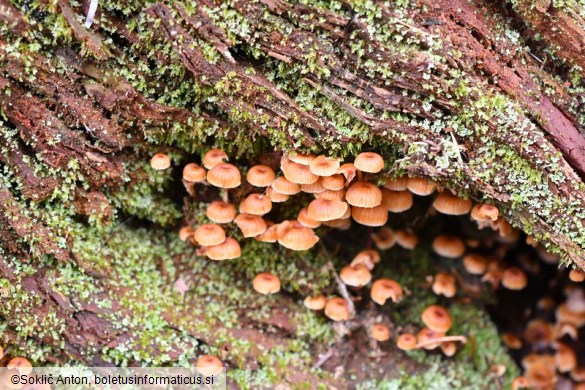 Xeromphalina campanella