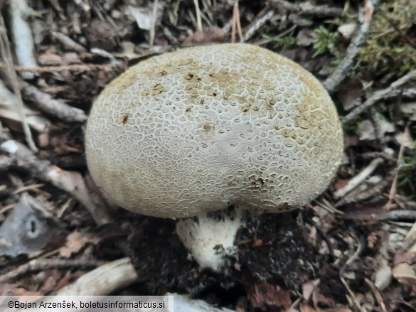 Scleroderma citrinum