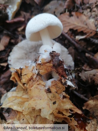 Volvariella surrecta