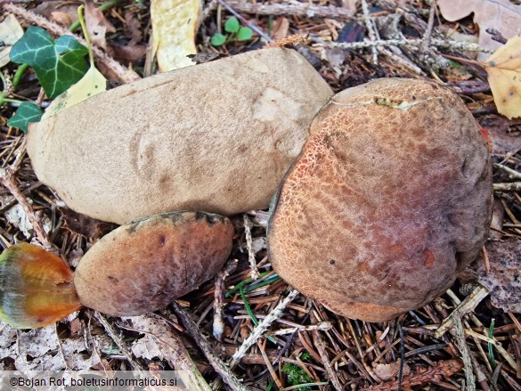 Hortiboletus bubalinus