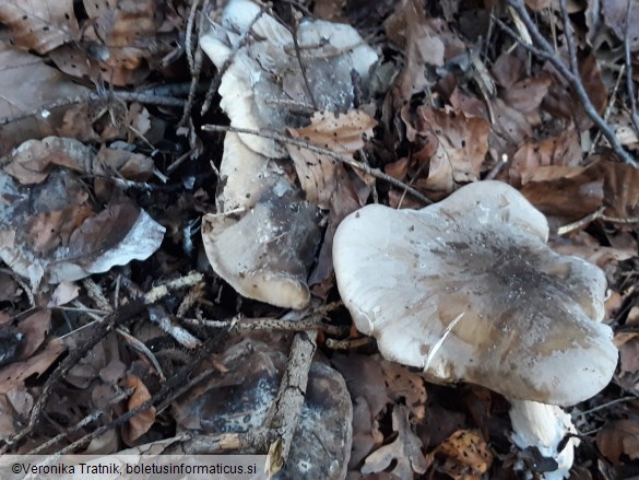 Clitocybe nebularis