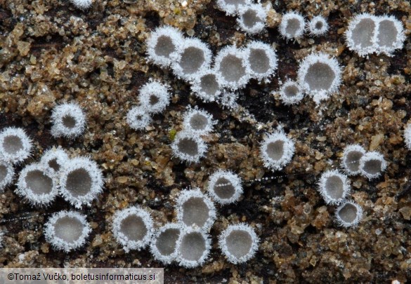 Lachnella alboviolascens