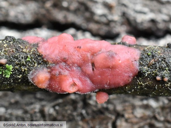 Marchandiomyces quercinus