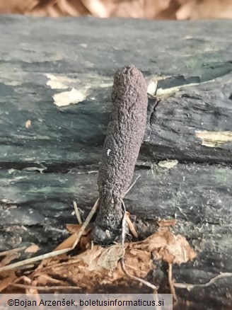 Xylaria longipes