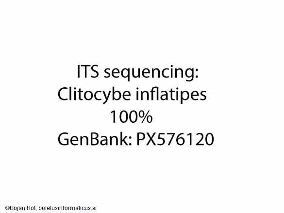 Clitocybe inflatipes