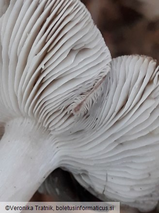 Tricholoma terreum