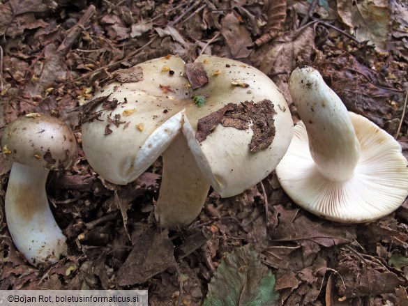 Russula pseudoaeruginea