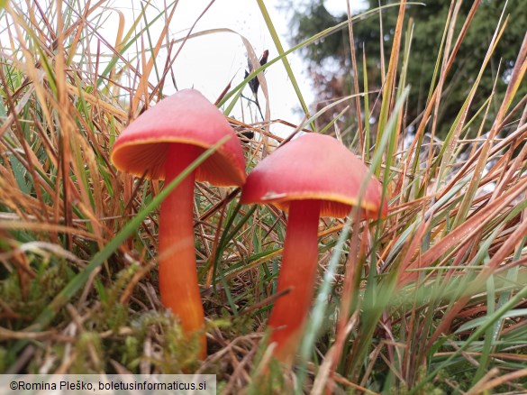 Hygrocybe punicea