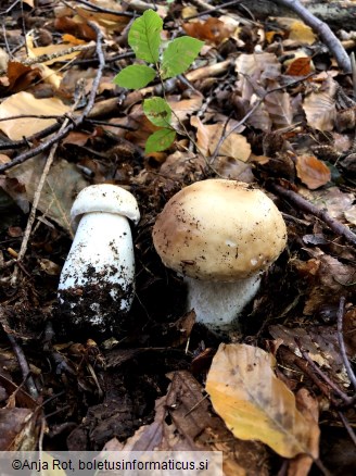 Boletus edulis