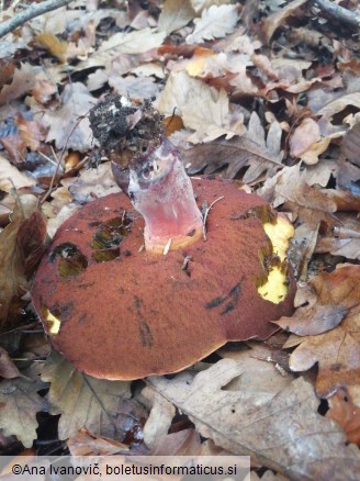 Boletus erythropus