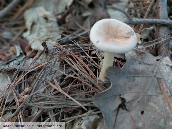 Infundibulicybe gibba