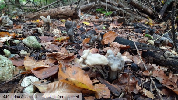 Helvella lacunosa