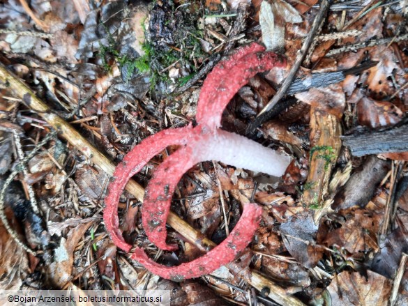 Clathrus archeri