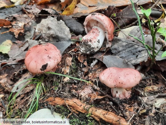 Hygrophorus russula