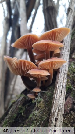 Flammulina velutipes